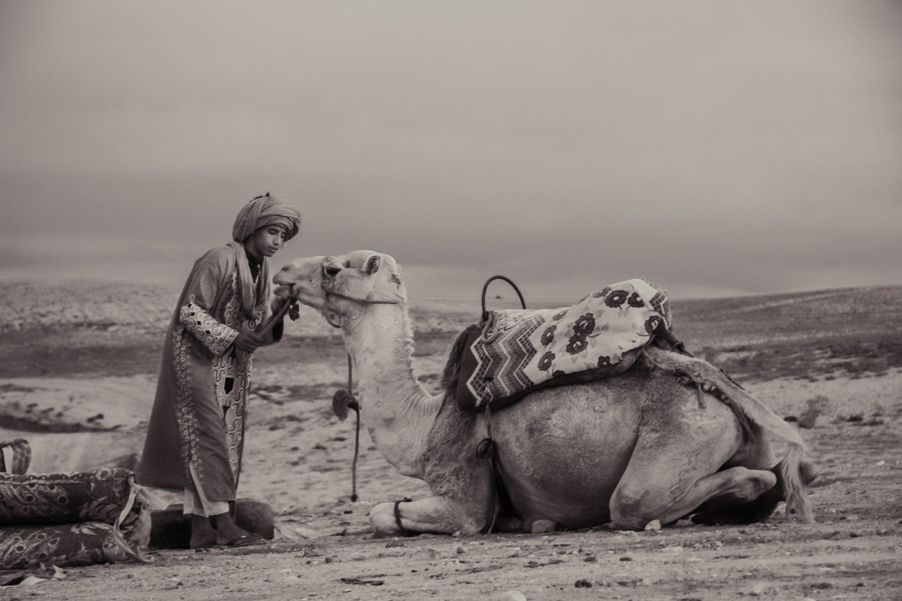 Camel trekking at sunset