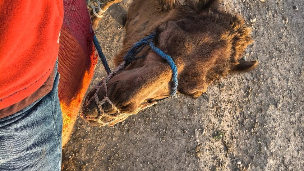 Agafay Camel Ride