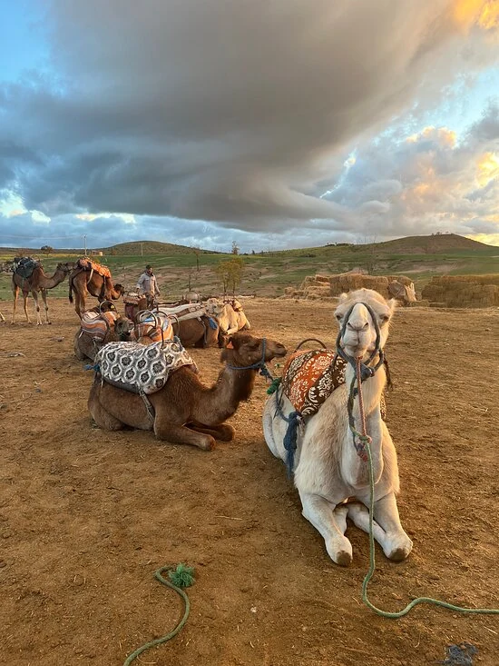 Guided Camel Trek