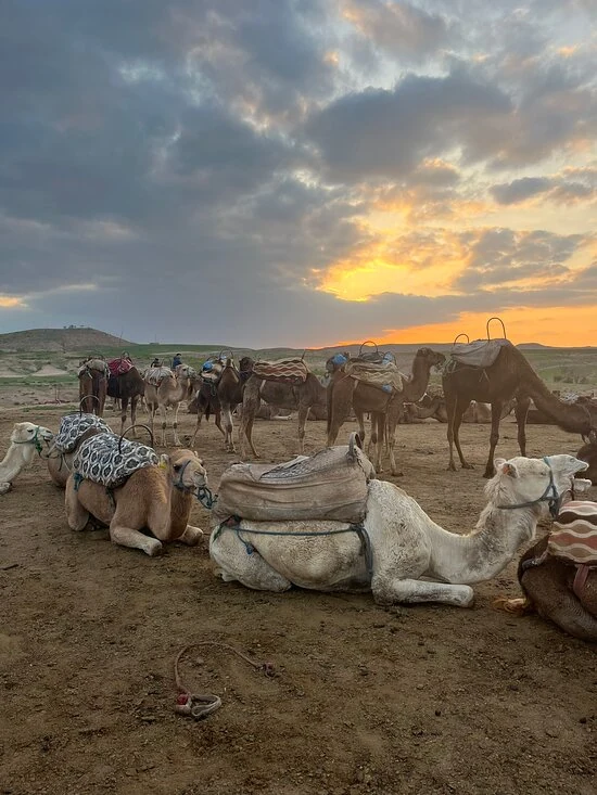 Camels at sunset
