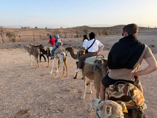 Camel Experience in Agafay
